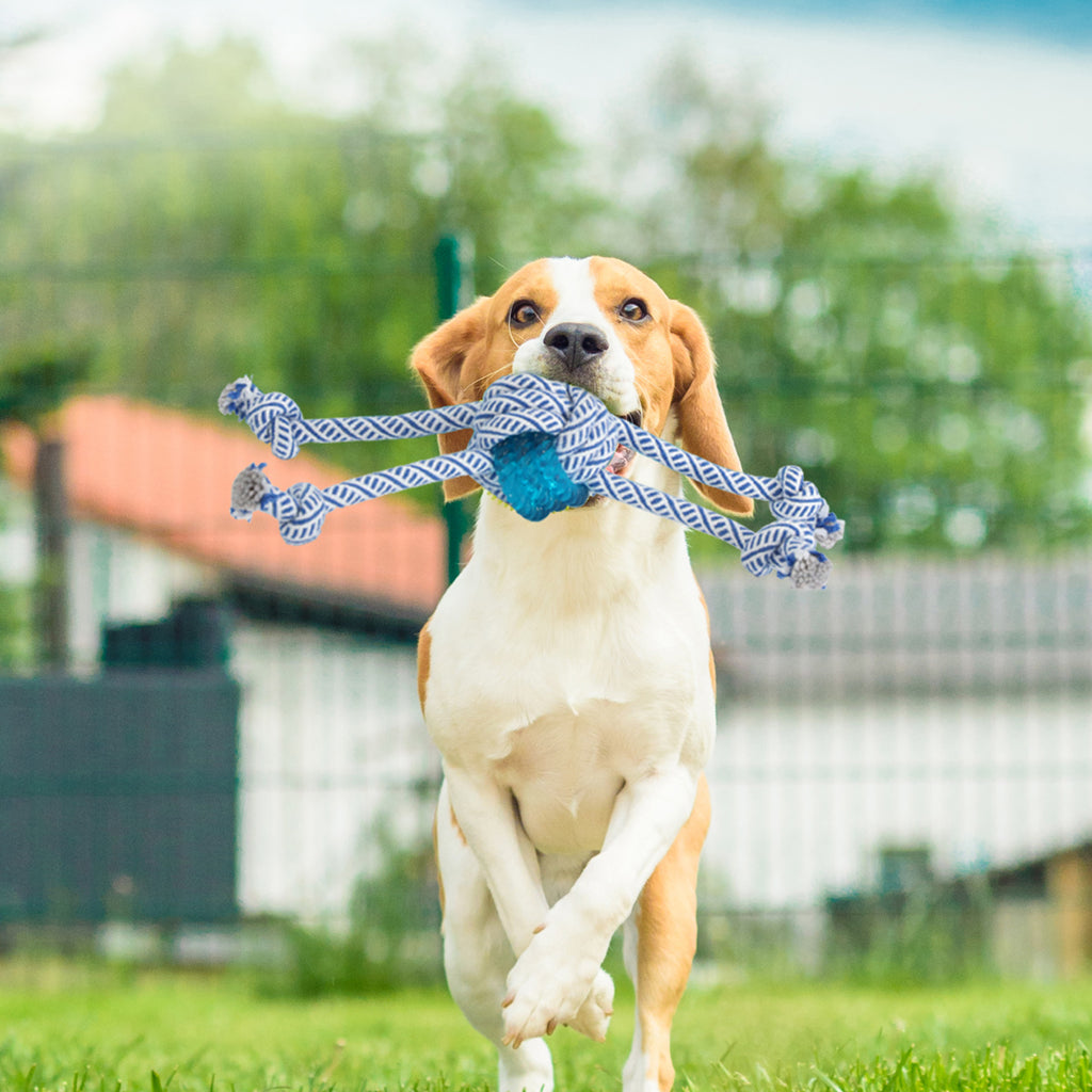 PaWz Dog Chew Toys Squeaky Puppy Pet